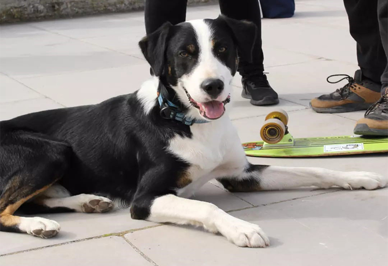 Éducateur et comportementaliste canin à La Rochelle